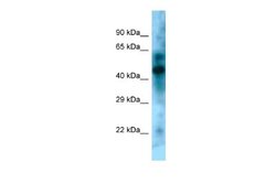 KLF15 Rabbit anti-Mouse, Polyclonal, Novus Biologicals 0.1ml; Unconjugated:Antibodies,